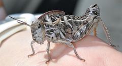 Transvaaliana granulosa