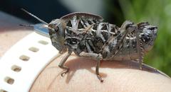 Transvaaliana granulosa