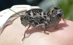 Transvaaliana granulosa