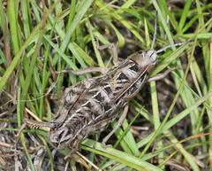 Transvaaliana granulosa