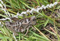 Transvaaliana granulosa