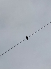 Passeriformes