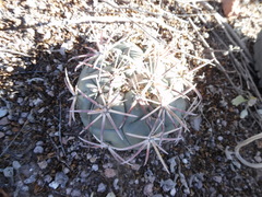 Coryphantha poselgeriana