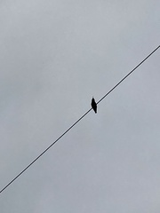 Passeriformes