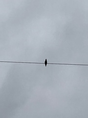 Passeriformes