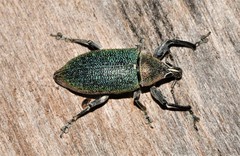 Cratopus chrysochlorus