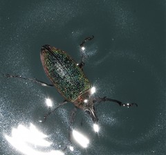 Cratopus chrysochlorus