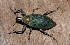 Cratopus chrysochlorus