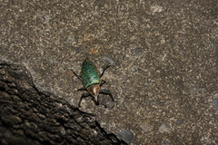 Cratopus chrysochlorus