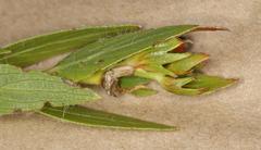 Acalypha depressinerva