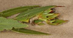 Acalypha depressinerva