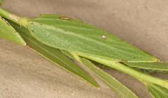 Acalypha depressinerva