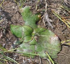 Ledebouria ovatifolia ovatifolia