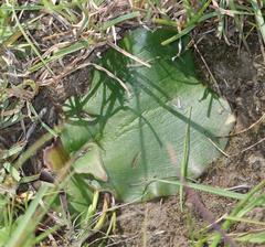 Ledebouria ovatifolia ovatifolia