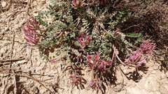 Astragalus incanus