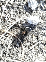 Arctia aulica
