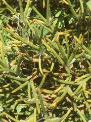 Echinospartum ibericum