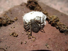 Bassaniodes squalidus