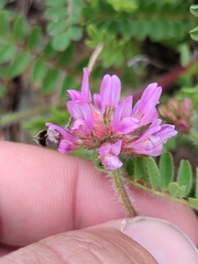 Astragalus echinatus