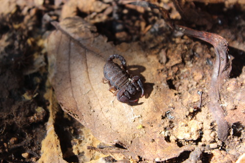 Megacormus xichu
