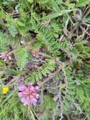 Astragalus echinatus