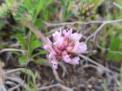 Astragalus echinatus