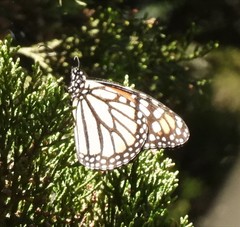 Danaus plexippus