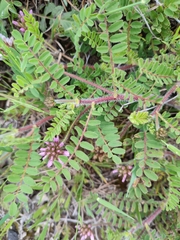 Astragalus echinatus