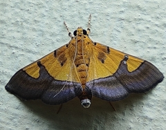 Endocrossis flavibasalis