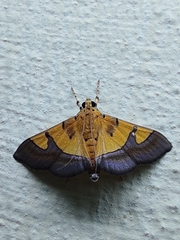 Endocrossis flavibasalis