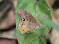 Erites angularis