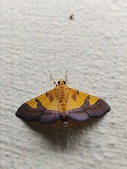 Endocrossis flavibasalis