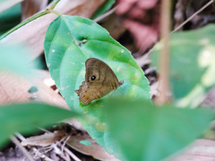 Erites angularis