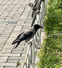 Corvus cornix