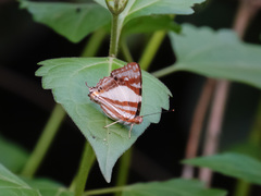 Dodona deodata