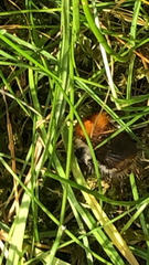 Bombus pascuorum