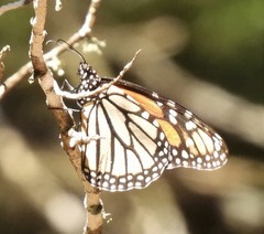Danaus plexippus