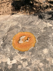 Xanthomendoza trachyphylla