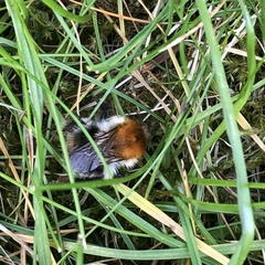 Bombus pascuorum