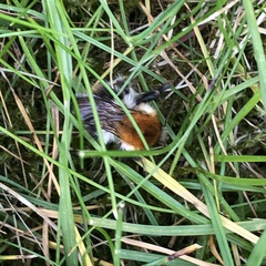 Bombus pascuorum
