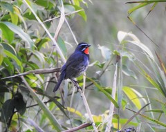 Calliope tschebaiewi