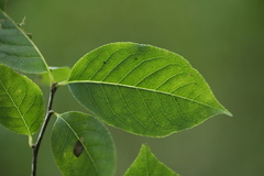 Ilex micrococca