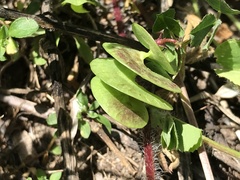 Medicago orbicularis