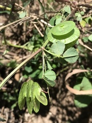 Medicago orbicularis