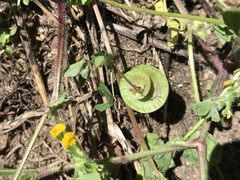 Medicago orbicularis