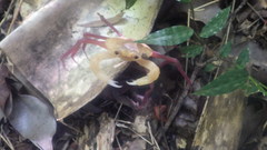 Madagapotamon humberti