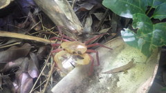 Madagapotamon humberti