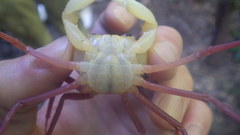 Madagapotamon humberti