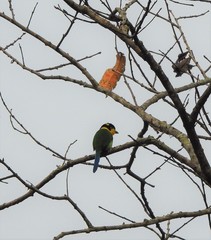 Psarisomus dalhousiae