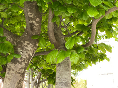 Parrotia